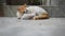 A mother cat in white and brown hair feeding her kittens. Kittens suck on a catâ€™s chest. Cat lifestyle