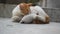 A mother cat in white and brown hair feeding her kittens. Kittens suck on a catâ€™s chest. Cat lifestyle