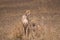 Mother cheetah with cub, Serengeti Park Tanzania