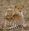 Mother cheetah and her cub in the savannah. Kenya. Tanzania. Africa. National Park. Serengeti. Maasai Mara.