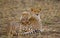 Mother cheetah and her cub in the savannah. Kenya. Tanzania. Africa. National Park. Serengeti. Maasai Mara.