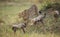 Mother cheetah and her cubs in the savannah. Kenya. Tanzania. Africa. National Park. Serengeti. Maasai Mara.