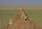 mother cheetah standing alert looking for prey while her cute cub stretches on a termite mound in the wild plains of serengeti