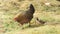 Mother chicken with baby grazing on green grass on bird farm. Chicken mother together baby walking at summer lawn on