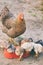 Mother chicken with its baby chicks on outdoors. Ginger hen walks with newborn chickens