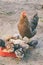 Mother chicken with its baby chicks on outdoors. Ginger hen walks with newborn chickens