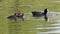 Mother and chicks. Eurasian coot, waterfowl