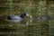 Mother and chicks. Eurasian coot, waterfowl