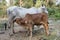 Mother and child cows together