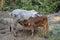 Mother and child cows together