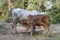 Mother and child cows together