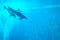 Mother and child dolphin swimming in an aquarium pool