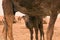 Mother and child dromedary