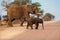 Mother and child elephants crossing the road