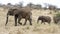 Mother and child elephants sideview walking