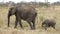 Mother and child elephants sideview walking