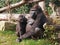 Mother and child gorilla