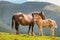 Mother with child horse on a pasture in mountains