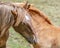 Mother with child horse on a pasture in mountains