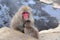 Mother and child Japanese macaques snow monkey at Jigokudani Monkey Park in Japan