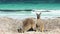 Mother and child kangaroo at lucky bay beach looking in to the camera in Cape Le Grand National Park
