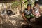 Mother and child living with a domestic pig under basic shelter.