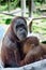 Mother and child orang-utan breastfeeding