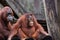 Mother and child Orangutan at Tampa Zoo