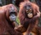 Mother and child Orangutan at Tampa Zoo