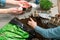 Mother and child planting seeds at home in fertile black earth. In background freshly grown sprouts. Spring and gardening concept