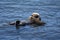 Mother and Child Sea Otter Floating in the Pacific