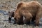 Mother and child - A tiny, very young grizzly baby with its mother, who is digging for claims on the coast of Katmai, alaska