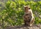 Mother and child, Toque macaque