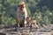 Mother and child, Toque macaque