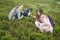 Mother with children collect and eat the blueberries