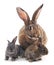 Mother and children rabbits.