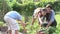 Mother And Children Working On Allotment Together