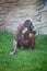 Mother chimpanzee caress her child