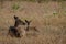 Mother chital deer laying with her fawn on long dry grass basking