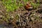 A Mother and a Cluster of Baby Black-bellied Whistling Ducks