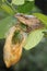 A mother common tree frog is guarding her eggs that are ready to hatch.