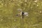 Mother Coot Feeding A Baby Coot on A Lake