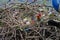 Mother coot feeds her young who have just hatched from their eggs