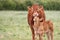 Mother Cow with a baby calf in a field.