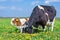 Mother cow and calf together in dandelions meadow