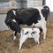 Mother cow and drinking newborn black and white calf in straw inside barn of dutch farm