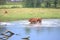 Mother Cow Escorts Calf in Pond