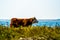 Mother cow and her calf on a grass field by the beach