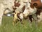 Mother cow licks and lovingly takes care of her calf, cute just born baby is standing safely beside her