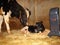The mother cow licks the newborn calf to clean it. The first moments of birth